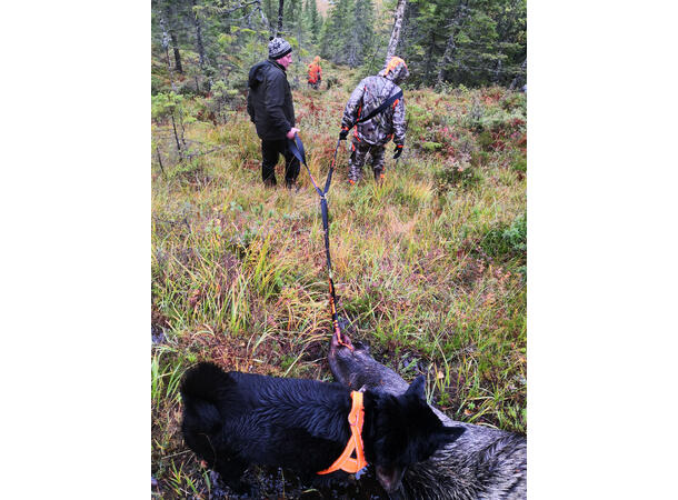 NeverLost Viltdrag Viltdrag i solid nylon, karabinkrok 