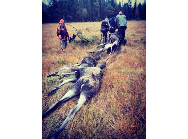 NeverLost Viltdrag Viltdrag i solid nylon, karabinkrok 